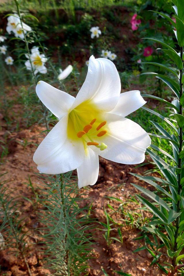 阳台养几株"百合花",不知道攻略怎么开花,只长枝条不冒花苞