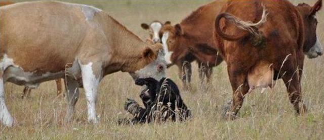 老虎的天敌竟被几头奶牛收拾的屁滚尿流也是够窝囊的