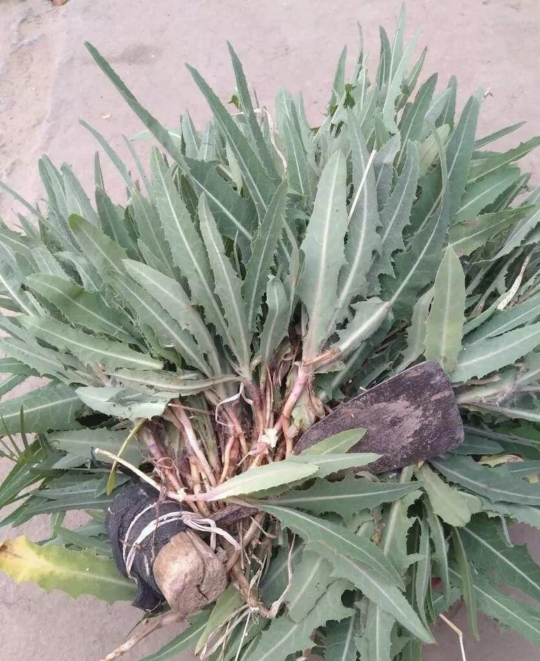 农村堤堰上两种野菜夏天天气热吃它们能下火挖点回家栽