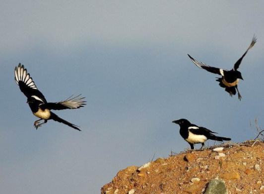 心理测试三只喜鹊哪一只适合在家筑巢测今年你还有什么好事