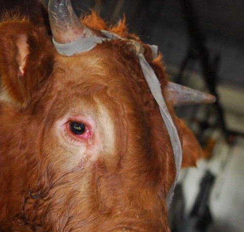 一位长期养牛的老爷爷说出了母牛这样做的原因,原来母牛已经怀孕了