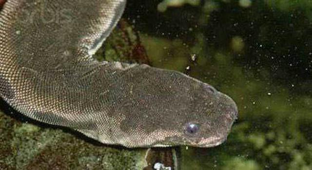 马来西亚巨型水蛭,身长1.7米,究竟是什么来头?