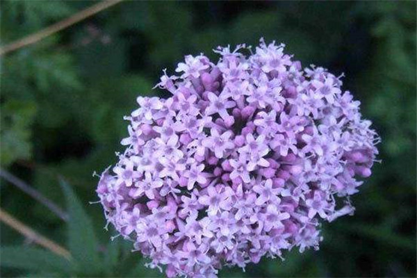 盆栽花卉缬草的养护方法