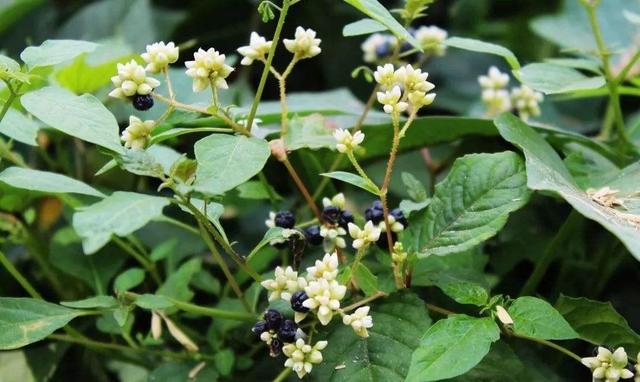 路边一种常见的野草,名叫火炭母,下次别当杂草其实价值很高