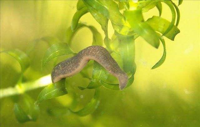 马来西亚巨型水蛭,身长1.7米,究竟是什么来头?