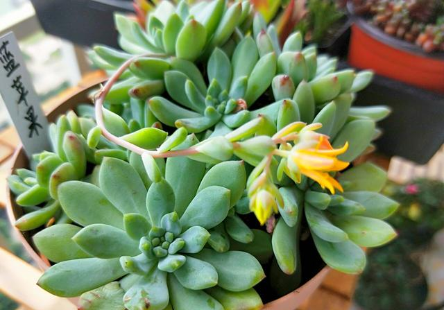 严重的出现叶子褶皱的现象,花箭开花授粉以后,母本的多肉会渐渐的恢复