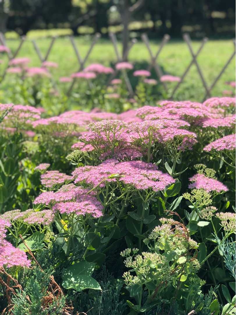 想要养皮实花就养八宝景天耐旱耐盐碱开花就成大花球