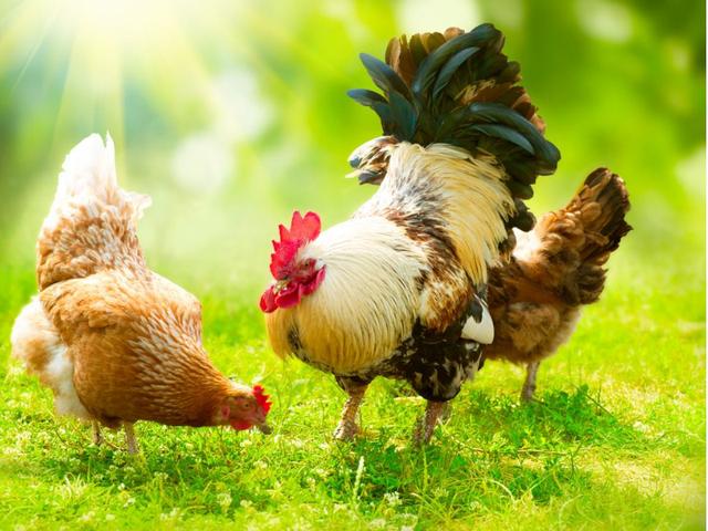 狗的寿命是多长?鸡鹅猪牛不杀又能活几年呢?答案很少人知道