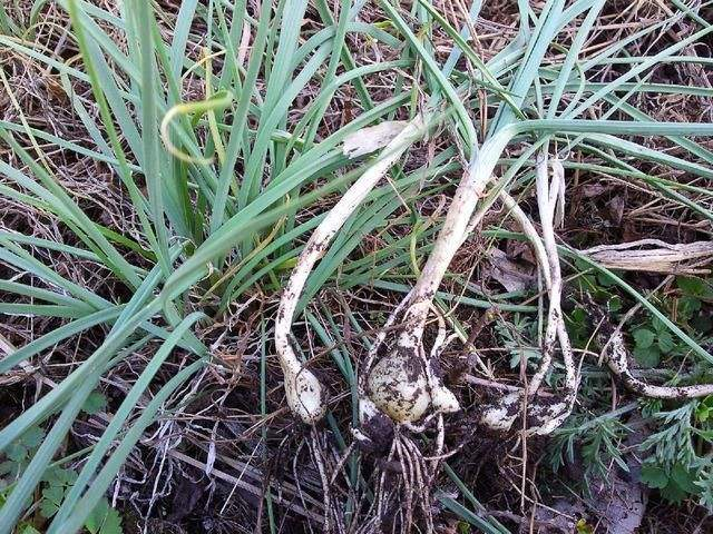 6,小根蒜小根蒜,别名薤白,山蒜,大脑瓜儿,野蒜.