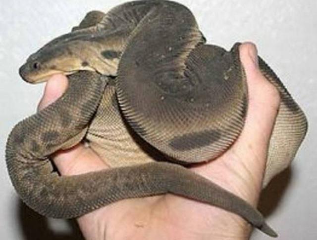 马来西亚巨型水蛭,身长1.7米,究竟是什么来头?