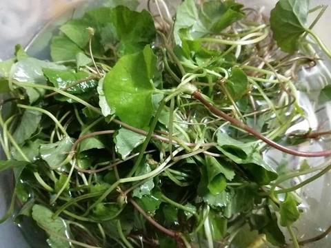 农村摘来的雷公根、白花菜,告诉你怎么吃最美味|鲜美|香蕉|鸭血|鸭杂|沙糖桔_新浪新闻
