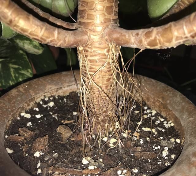 多肉长气根如何正确处理一定要掐掉避免枝干老化