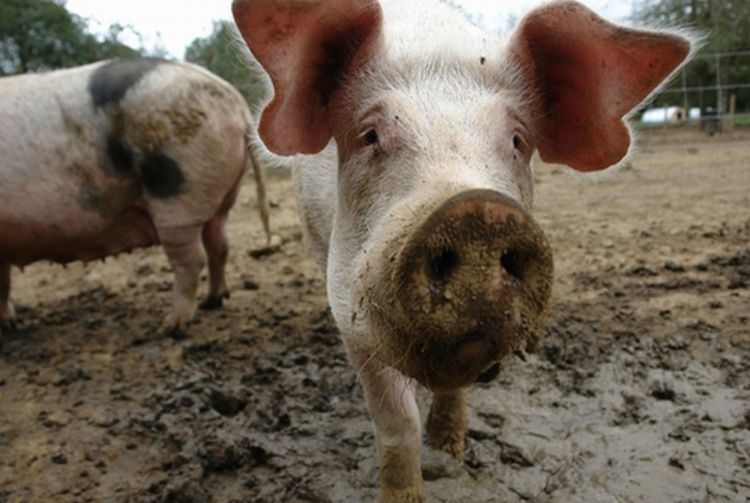 英国一头洁癖猪沦落农场后怕下雨4年城市生活令它很怕脏