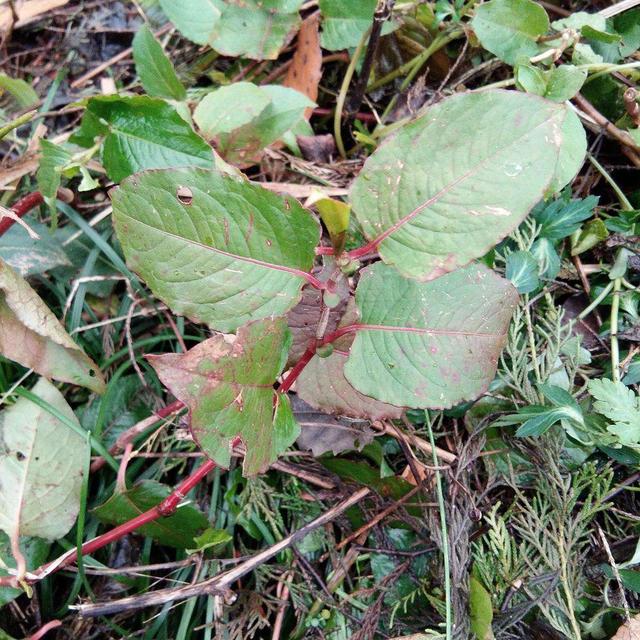 山上一种野草价值高名叫火炭母能遇到千万别破坏