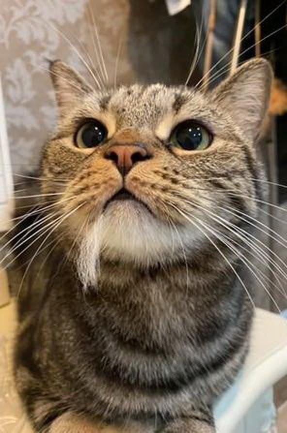 猫咪嘴里叼着一撮毛,还想卖萌装没事发生,主人却知道它又打架了