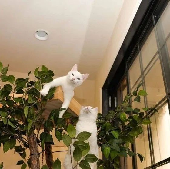 夫妻俩打造超逼真猫树，就为让主子在家体验爬树的感觉！|猫奴_新浪新闻
