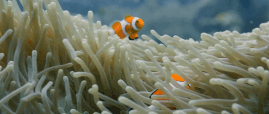 它们可能预示着人类正在"消失"|珊瑚|人类|灭绝_新浪网