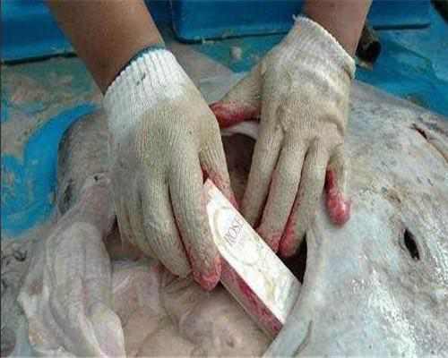 于是男子找来刀具把鱼肚子切开,心想里面应该有好东西.