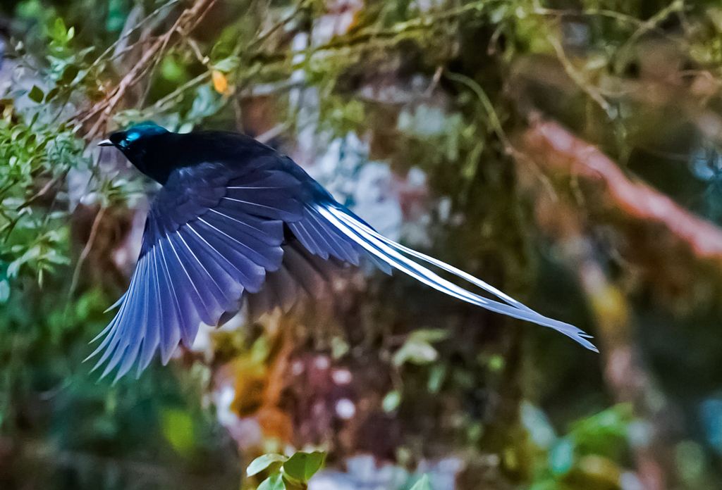 黑到极致的极乐鸟,被称为凤凰原型,它们这么黑只为求偶?