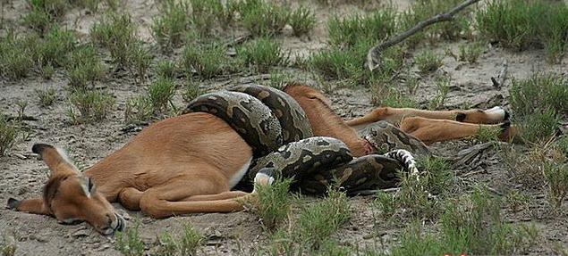 蟒蛇杀死小鹿后就这样整个吞下原来蟒蛇的嘴可以张到这么大