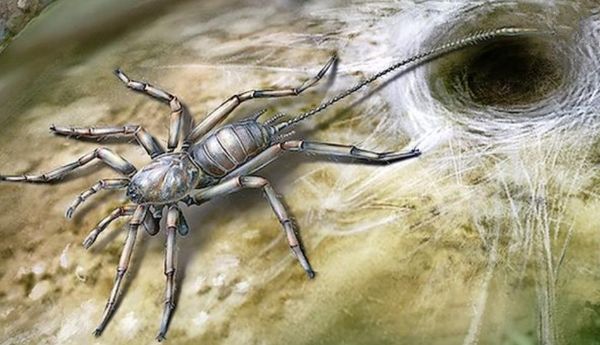 生活中很常见的蜘蛛,原来它的祖先长这样,竟被称为"怪物蜘蛛"