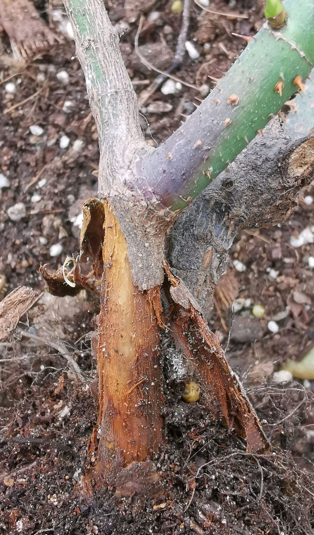 来看看冬季撒复合肥导致的月季烂根