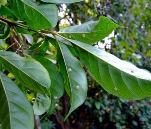 这种野生植物价值高,懂行的人知道它的好处,树心树根都是宝|山牡荆