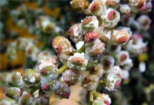 一种"盐果"能够结出盐霜,山上有很多,在古代价值很高