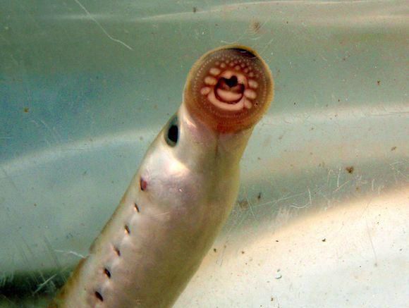 鱼类中的"吸血鬼",已经存在3.6亿年,比食人鱼还要恐怖