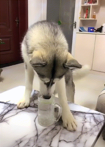 二哈喝水也经典自来水洗脚水喝腻了终于发现家中有口井