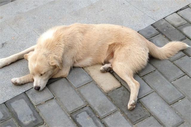 店主2次踢飞乞讨的流浪狗引起顾客反感以后再不来你店吃饭了