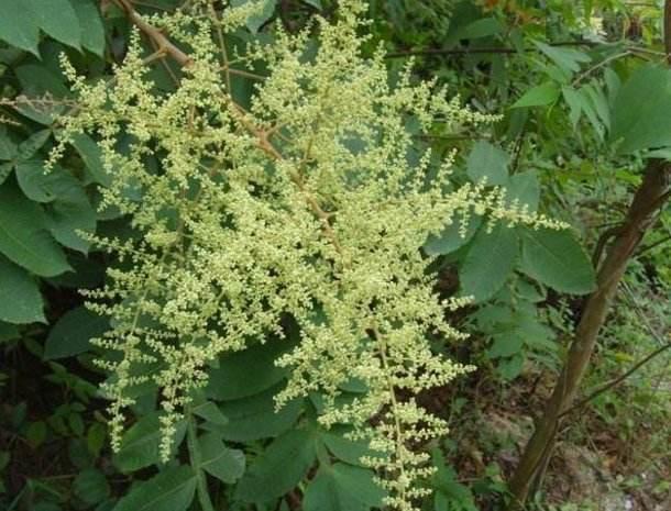 一种"盐果"能够结出盐霜,山上有很多,在古代价值很高