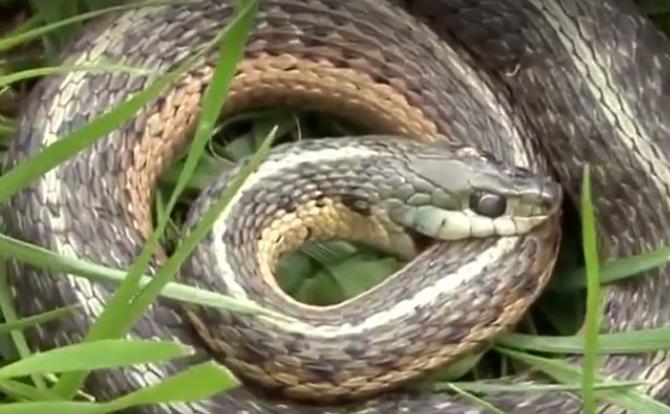 男子野外发现死蛇,尸体已经僵硬,死因让他很不解