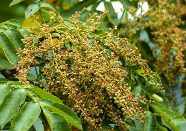 一种"盐果"能够结出盐霜,山上有很多,在古代价值很高