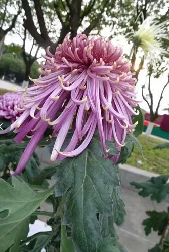 家养此款菊花,堪称"菊中珍品",花似龙飞凤舞,妖娆秀丽,甚美