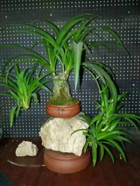 吊兰也能变老桩活了这么久第一次见到