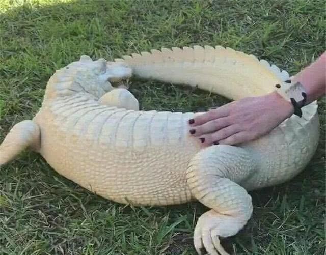超级罕见的白色鳄鱼,用实力证明"一白遮百丑"!