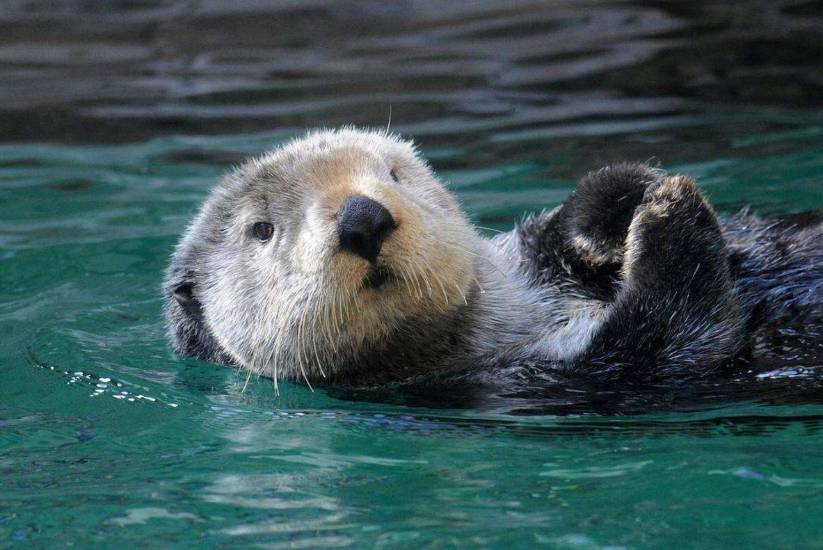海獭的前爪有3项特殊技能其中一项与它的爱情有关