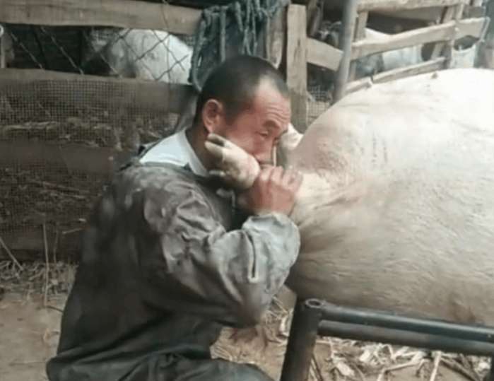 大叔抱着猪蹄用嘴使劲吹气,猪竟然当场变胖,结果让人看傻眼