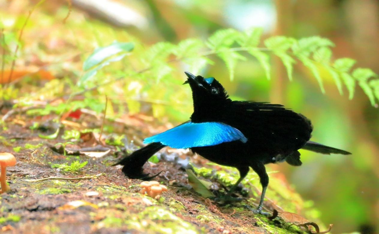 黑到极致的极乐鸟,被称为凤凰原型,它们这么黑只为求偶?
