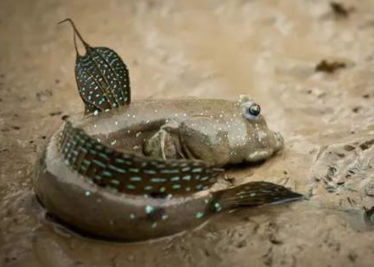 弹涂鱼花了3亿年进化,脱离大海来到陆地,在中国靠人工养殖存活