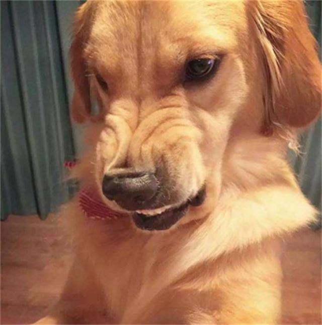 狗呲牙 生气图片