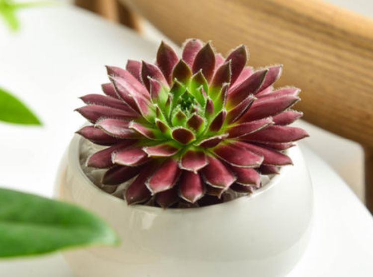 新手养花不如养观赏精品多肉紫牡丹暗红色的钟形花朵