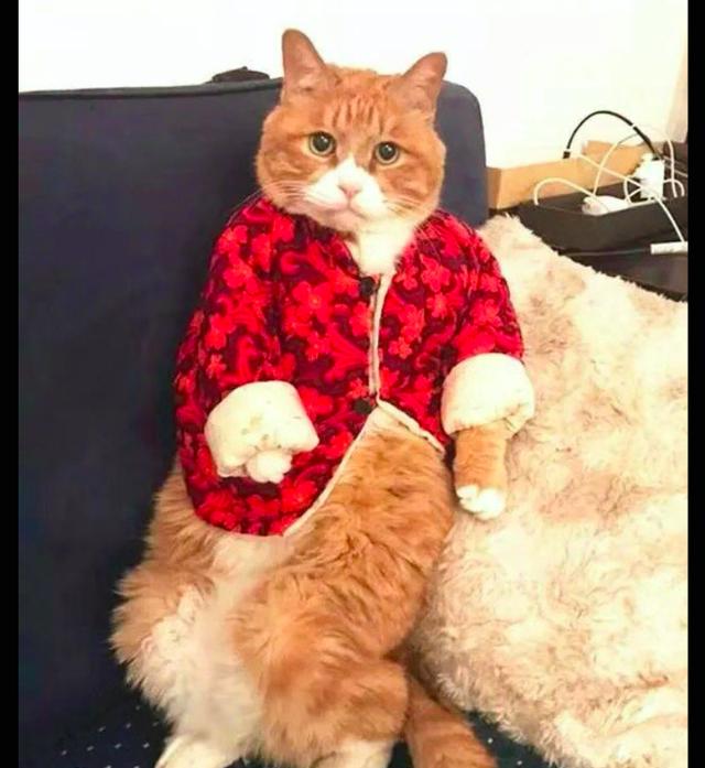 奶奶给猫咪做了件小棉衣,它穿上之后感觉瞬间老了几岁,好绝望!