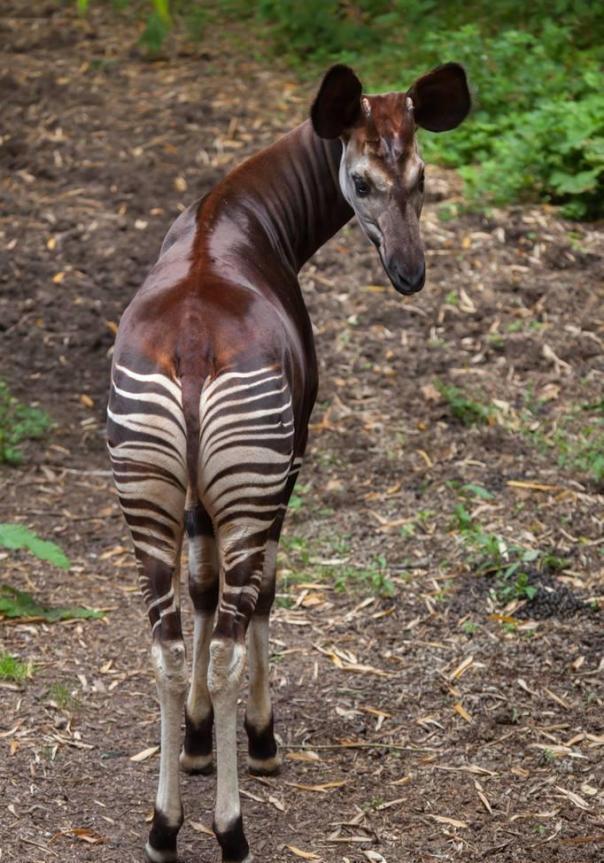 世界最神秘动物——霍加皮,源于神话却又真实存在的动物