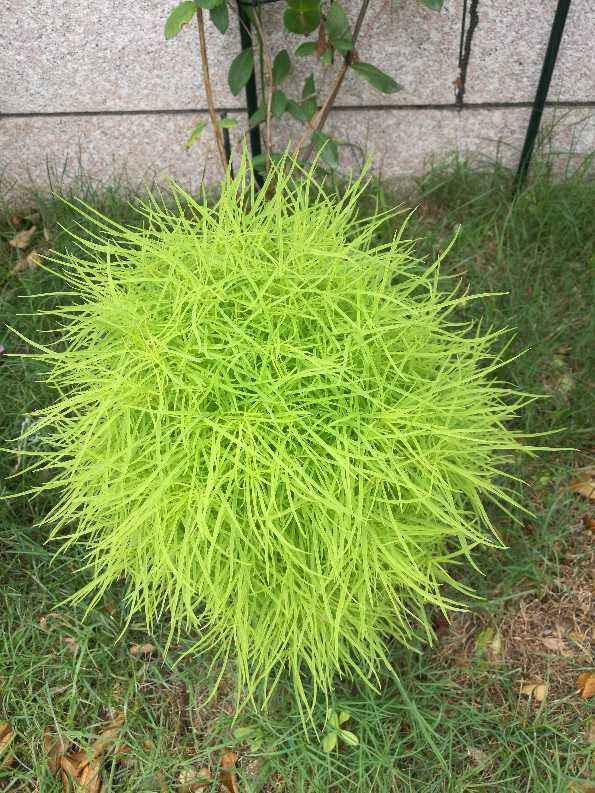 家家都有的扫帚,原来是用地肤做的,真神奇