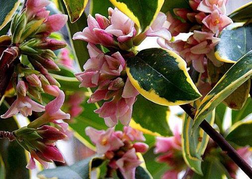 叶兼美,开花一茬接一茬,满屋飘香四溢|养花|虎刺梅|金边瑞香_新浪新闻