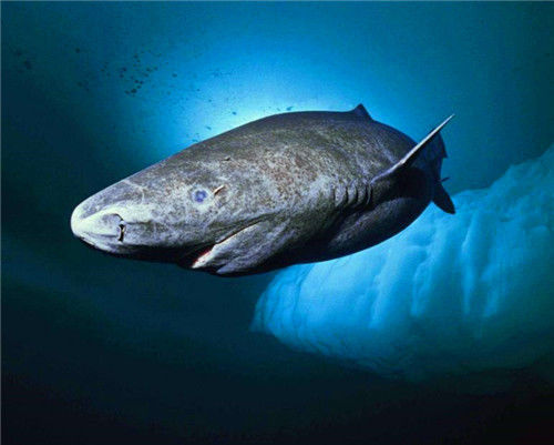 被死神遗忘的鲨鱼如今512岁从明朝活到现在让无数人羡慕