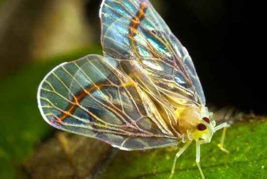 科学家发现百只蜡虫可啃光塑料袋,地球塑料污染问题可以解决了?