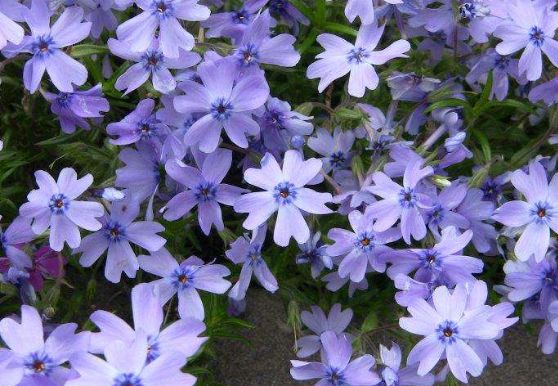 福禄考的花期在四月份,开花时各种颜色的交